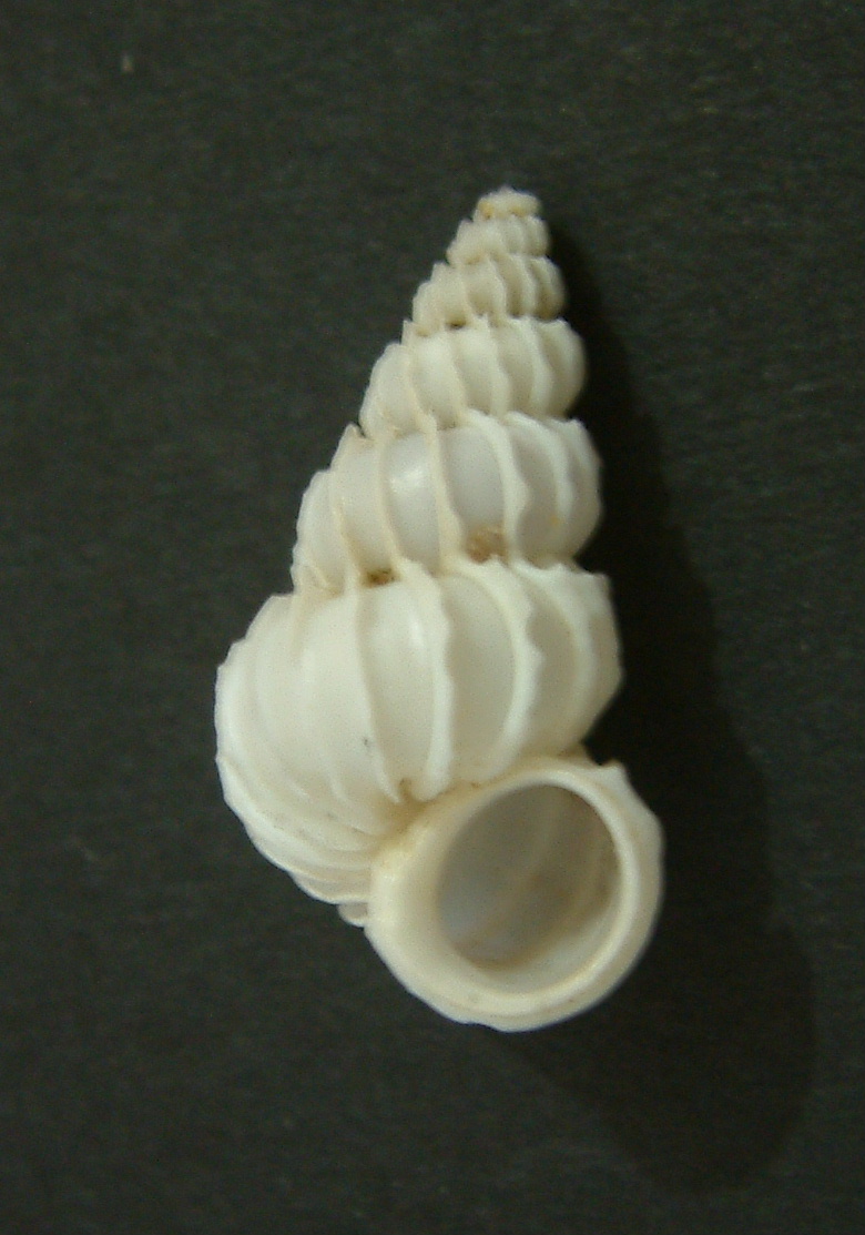 Epitonium celesti (Aradas, 1854)